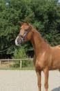 Gelding Oldenburg For sale 2018 Chesnut