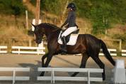 Mare KWPN Dutch Warmblood For sale 2020 Black