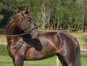 Mare KWPN Dutch Warmblood For sale 2020 Black