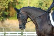 Mare KWPN Dutch Warmblood For sale 2020 Black