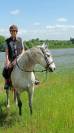 Hongre lusitanien gris 15 ans - Loisir
