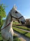 Hongre lusitanien gris 15 ans - Loisir