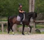 Tr&egrave;s beau hongre 7 ans dressage - 1,72m - noir/bai brun