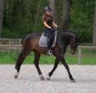 Tr&egrave;s beau hongre 7 ans dressage - 1,72m - noir/bai brun