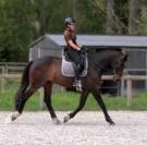 Tr&egrave;s beau hongre 7 ans dressage - 1,72m - noir/bai brun