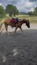 Pouliche New-Forest de croisement 2 ans 