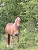 Pouliche New-Forest de croisement 2 ans 
