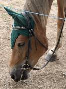 Pouliche New-Forest de croisement 2 ans 