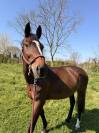 cavalla Francese
