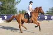 Hongre 6 ans &agrave; vendre 