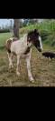 Poulain trait pie noir 