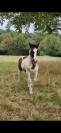 Poulain trait pie noir 