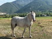 Jument Pur Sang Lusitanienne 11 ans