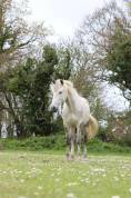 Cheval PRE PP 