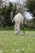 Cheval PRE PP 