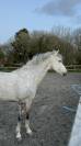Cheval PRE PP 