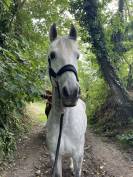 Cheval PRE PP 