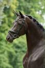 Jument - 12 ans - Dressage Schoolmaster / PSG - France