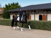 Jument - 12 ans - Dressage Schoolmaster / PSG - France