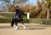 Jument - 12 ans - Dressage Schoolmaster / PSG - France
