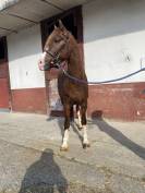 Magnifique 5 ans C 