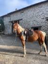 Hongre Pie Bai 3 ans Selle Fran&ccedil;ais 
