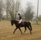 Poney par Daho du paradis 