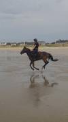 Poney par Daho du paradis 