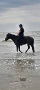 Poney par Daho du paradis 