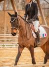 Hongre 5 ans Zangershine