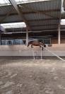 Vend Poney C 4 ans CSO