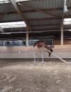 Vend Poney C 4 ans CSO