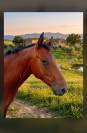 Vend Poney C, PFS  4 ans CSO