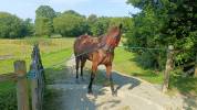 Pouliche 6 ans Trotteur Fran&ccedil;ais 