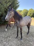 Pouliche SF origine sport 