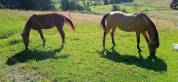 Deux juments DSA en confiage 