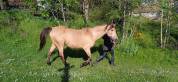 Deux juments DSA en confiage 