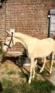 Magnifique &eacute;talon Cremello de 3 ans