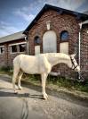 Magnifique &eacute;talon Cremello de 3 ans