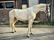 Magnifique &eacute;talon Cremello de 3 ans