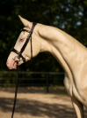 Magnifique &eacute;talon Cremello de 3 ans