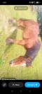 Trait ardennais 