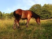 Trait ardennais 
