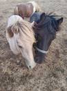 Shetlands 