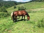 Hongre trotteur fran&ccedil;ais 11 ans