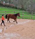 Hongre trotteur fran&ccedil;ais 11 ans