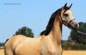 Welsh pony pp, poulini&egrave;re isabelle, suit&eacute;e d'un poulain