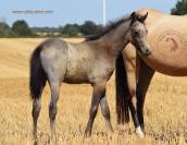 Welsh pony pp, poulini&egrave;re isabelle, suit&eacute;e d'un poulain
