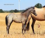 Welsh pony pp, poulini&egrave;re isabelle, suit&eacute;e d'un poulain