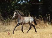 Welsh pony pp, poulini&egrave;re isabelle, suit&eacute;e d'un poulain